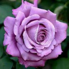 Роза чайно-гибридная Шарль де Голль - от питомника саженцев Орогодный дом, Крым