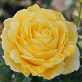 Роза чайно-гибридная  Папилон - от питомника саженцев Орогодный дом, Крым