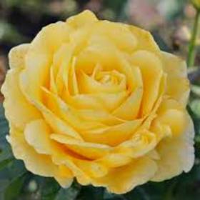 Роза чайно-гибридная  Папилон - от питомника саженцев Орогодный дом, Крым