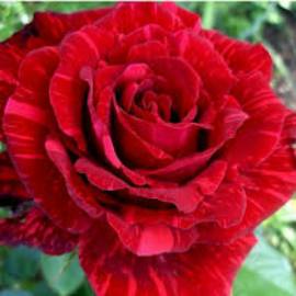 Роза чайно-гибридная  Ред интуишн - от питомника саженцев Орогодный дом, Крым