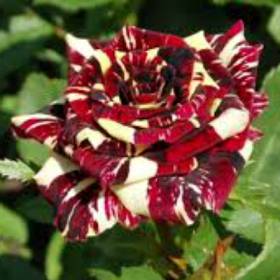 Роза чайно-гибридная  Абракадабра - от питомника саженцев Орогодный дом, Крым