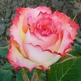 Роза чайно-гибридная  Дуэт - от питомника саженцев Орогодный дом, Крым