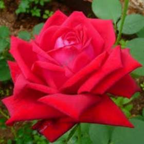 Роза чайно-гибридная  Бургунд - от питомника саженцев Орогодный дом, Крым