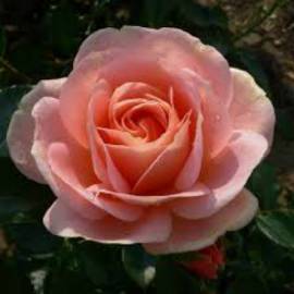 Роза чайно-гибридная  Тоскания - от питомника саженцев Орогодный дом, Крым