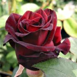 Роза чайно-гибридная  Чёрный принц - от питомника саженцев Орогодный дом, Крым