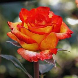 Роза чайно-гибридная Тропиканка - от питомника саженцев Орогодный дом, Крым