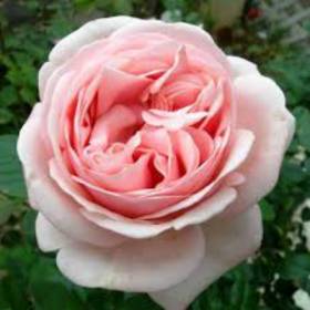 Роза чайно-гибридная  Афродита - от питомника саженцев Орогодный дом, Крым