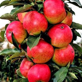Колоновидная яблоня Васюган - от питомника саженцев Орогодный дом, Крым
