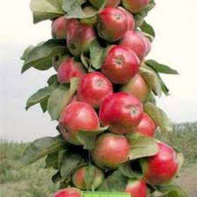 Колоновидная яблоня Валюта - от питомника саженцев Орогодный дом, Крым