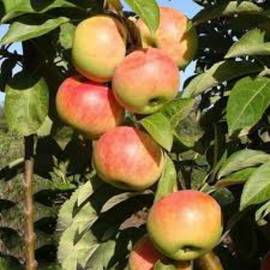 Колоновидная яблоня Луч - от питомника саженцев Орогодный дом, Крым
