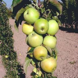 Колоновидная яблоня Каскад - от питомника саженцев Орогодный дом, Крым