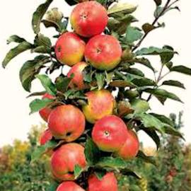 Колоновидная яблоня Останкино - от питомника саженцев Орогодный дом, Крым