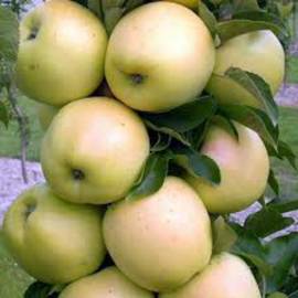 Колоновидная яблоня Медок - от питомника саженцев Орогодный дом, Крым
