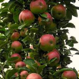 Колоновидная яблоня Арбат - от питомника саженцев Орогодный дом, Крым