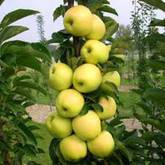 Колоновидная яблоня  Болеро - от питомника саженцев Орогодный дом, Крым