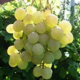 Виноград белый Лучезарный - от питомника саженцев Орогодный дом, Крым