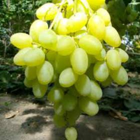 Виноград белый Ландыш - от питомника саженцев Орогодный дом, Крым