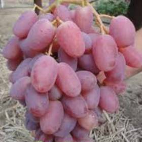 Виноград розовый Алладин - от питомника саженцев Орогодный дом, Крым