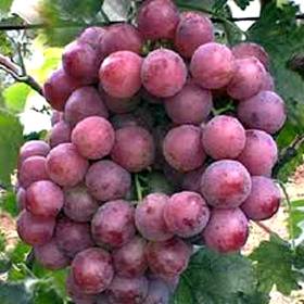 Виноград розовый Виктория - от питомника саженцев Орогодный дом, Крым
