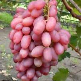 Виноград розовый Виктор - от питомника саженцев Орогодный дом, Крым