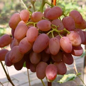 Виноград розовый Гелиос - от питомника саженцев Орогодный дом, Крым