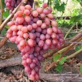 Виноград розовый Симпатия - от питомника саженцев Орогодный дом, Крым