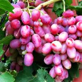 Виноград розовый Шахиня Ирана - от питомника саженцев Орогодный дом, Крым