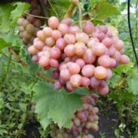Виноград розовый Хамелеон - от питомника саженцев Орогодный дом, Крым