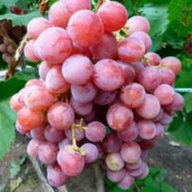 Виноград розовый Азалия - от питомника саженцев Орогодный дом, Крым