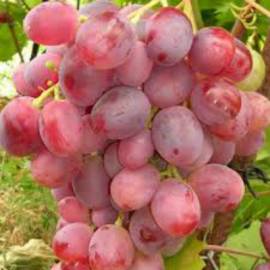 Виноград розовый Гурман - от питомника саженцев Орогодный дом, Крым