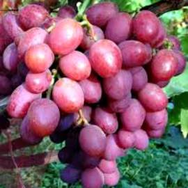Виноград розовый Ливия - от питомника саженцев Орогодный дом, Крым