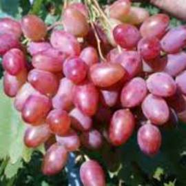Виноград розовый Тайфи - от питомника саженцев Орогодный дом, Крым