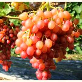 Виноград розовый Тасон - от питомника саженцев Орогодный дом, Крым