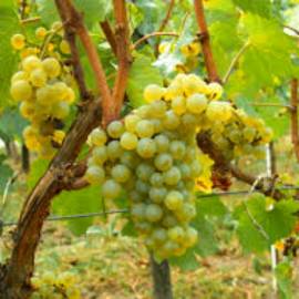 Виноград винный Шардоне - от питомника саженцев Орогодный дом, Крым