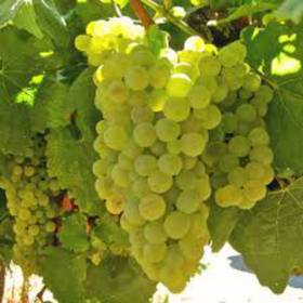 Виноград винный Алиготе - от питомника саженцев Орогодный дом, Крым