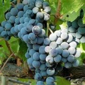 Виноград винный Каберне - от питомника саженцев Орогодный дом, Крым