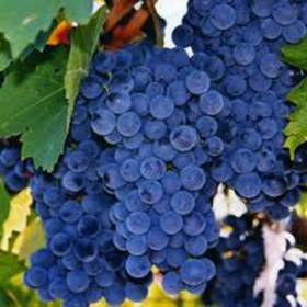 Виноград винный Изабелла - от питомника саженцев Орогодный дом, Крым