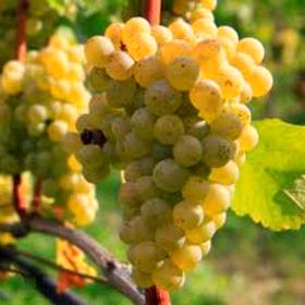 Виноград винный Рислинг - от питомника саженцев Орогодный дом, Крым