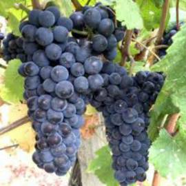 Винный виноград Пино нуар - от питомника саженцев Орогодный дом, Крым