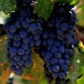 Виноград винный Мерло - от питомника саженцев Орогодный дом, Крым