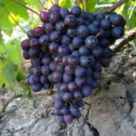 Виноград винный Мускат - от питомника саженцев Орогодный дом, Крым