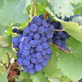 Виноград винный Гренаш - от питомника саженцев Орогодный дом, Крым