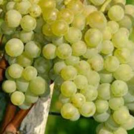 Виноград винный Бьянка - от питомника саженцев Орогодный дом, Крым