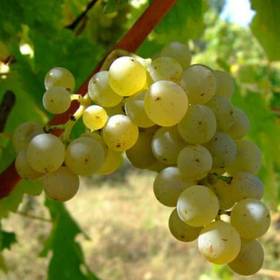 Виноград винный Совиньон блан - от питомника саженцев Орогодный дом, Крым