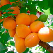 Саженцы колоновидной абрикосы - от питомника саженцев Орогодный дом, Крым