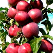Саженцы колоновидной яблони - от питомника саженцев Орогодный дом, Крым