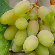 Саженцы белого винограда - от питомника саженцев Орогодный дом, Крым