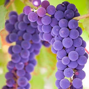 Саженцы винного винограда - от питомника саженцев Орогодный дом, Крым