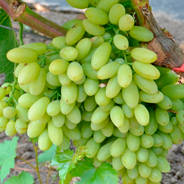 Саженцы кишмишного винограда - от питомника саженцев Орогодный дом, Крым