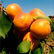 Саженцы абрикоса  - от питомника саженцев Орогодный дом, Крым